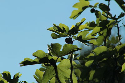 Low angle view of plant against clear sky