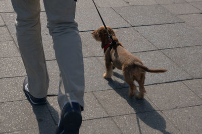 Low section of man with dog walking on floor