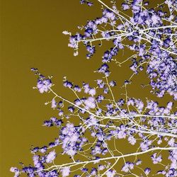 Low angle view of purple flowering plants