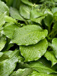 Wet hosta leaves