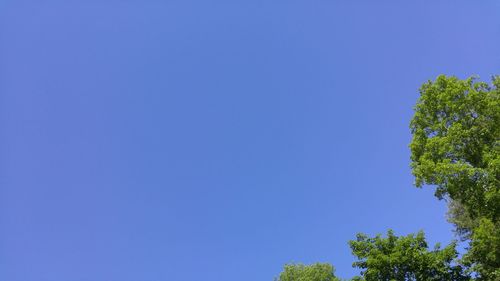 Low angle view of trees against clear blue sky