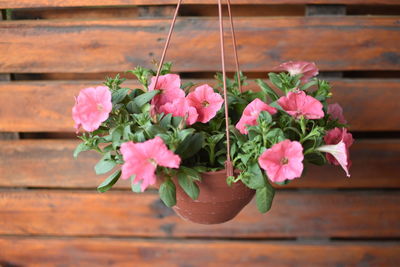 Close-up of pink flowering plant in pot