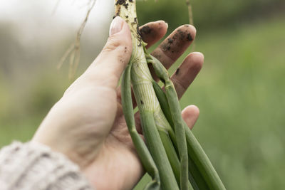 Woman holding a fresh green onion, pulled out of the ground.