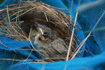 Close-up of birds in nest