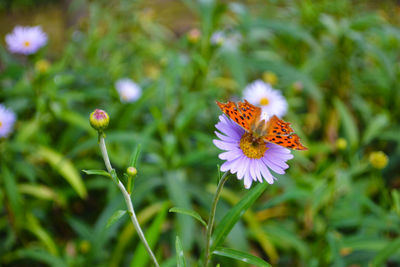 Close-up of butterfly on flower