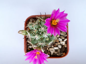 Directly above shot of pink flower in pot