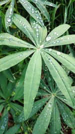 High angle view of wet plant leaves during rainy season