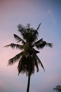 Low angle view of palm tree against sky at sunset