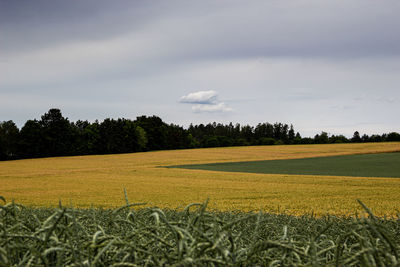 Scenic view of agricultural field against sky