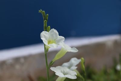 Close-up of white flowering plant