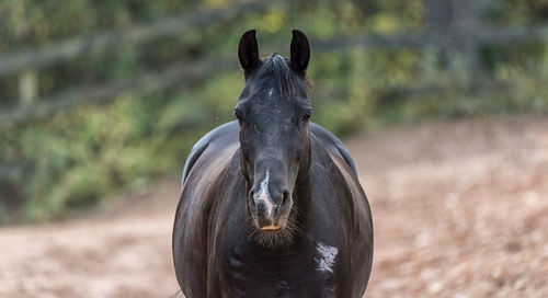 Close-up portrait of horse on field