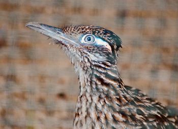 Close-up of bird