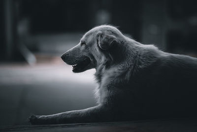 Close-up of dog looking away