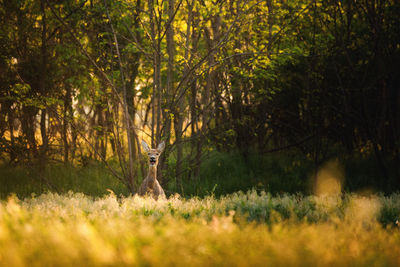 View of deer in forest