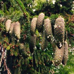 Close-up of plant