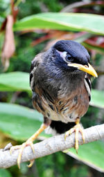 Close-up of bird perching on branch