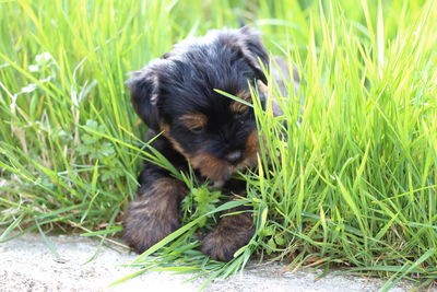 Black dog sitting on grass