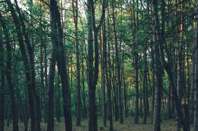 View of trees in forest