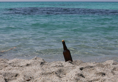 View of bird on beach