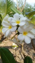Close-up of white flowers blooming outdoors