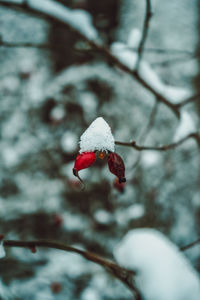 Close-up of frozen plant on tree during winter