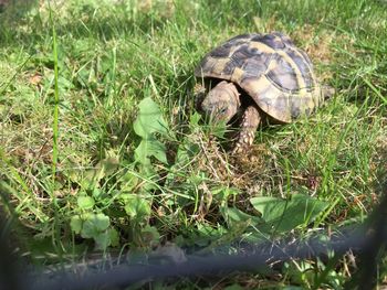 Close-up of tortoise on grass