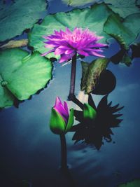 Close-up of lotus water lily in pond