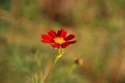 Close-up of red flower blooming outdoors