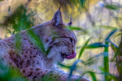 Close-up of cat yawning