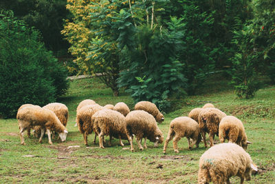 Sheep grazing in a field