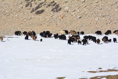 Cows on snow covered landscape