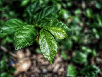 Close-up of plant leaves on land