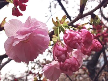 Close-up of pink flowers