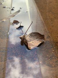 High angle view of dry leaf in puddle