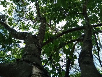 Low angle view of trees against sky