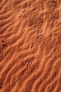 High angle view of bird on sand