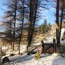 View of trees on snow covered landscape