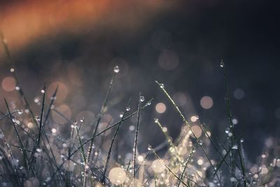 Close-up of raindrops on plant