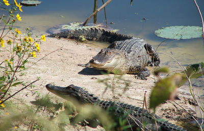 Alligators at beach