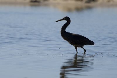 Side view of a bird in lake