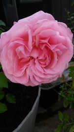 Close-up of pink rose