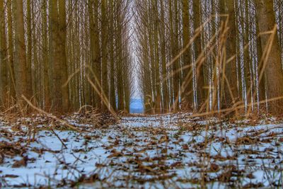 Trees in forest during winter