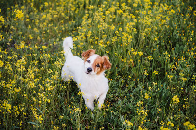 Cute small jack russell dog outdoors in yellow flowers meadow. spring time, happy pets in nature