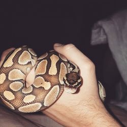 Close-up of human hand feeding