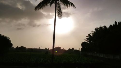 Palm trees on field against cloudy sky