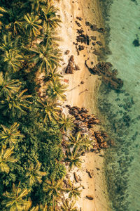 High angle view of palm trees on beach