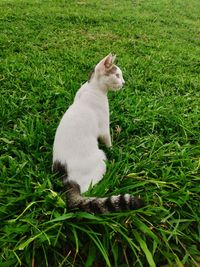 A cute cat is glancing something in garden. a beauty white cat with a glare