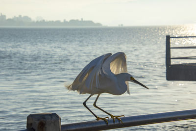 Seagull perching on wooden post