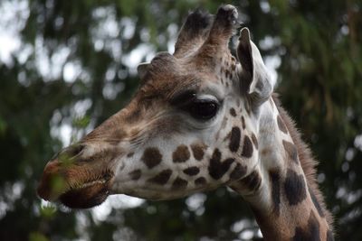 Close-up of giraffe