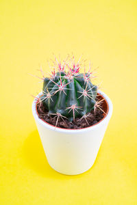 Close-up of potted plant against yellow wall